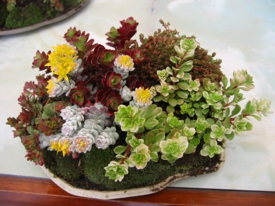 seda4_IMG