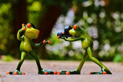 frogs-903167_1920