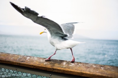 seagull-1209257_1920