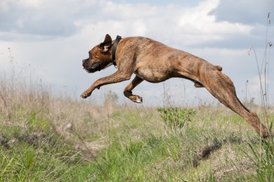 jump-668948_1280