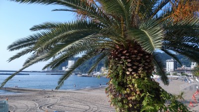 palm-1575533_1280