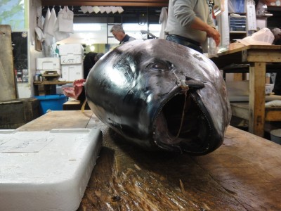 fish-523838_1280