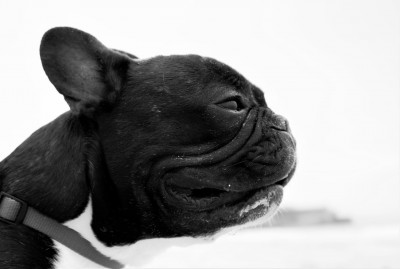 dog-1471689_1280