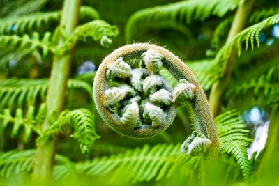 palm-fern-2245814_1280