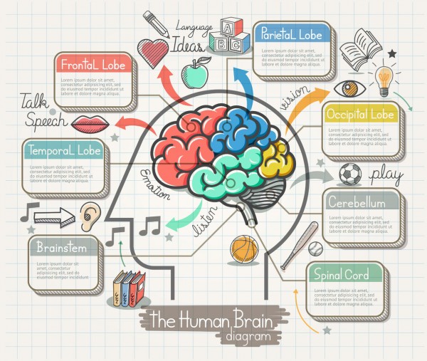 50958313 - the human brain diagram doodles icons set. illustration.