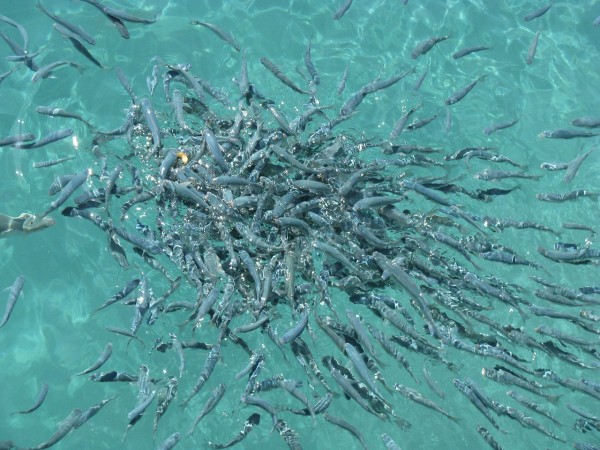 fish-202654_1280